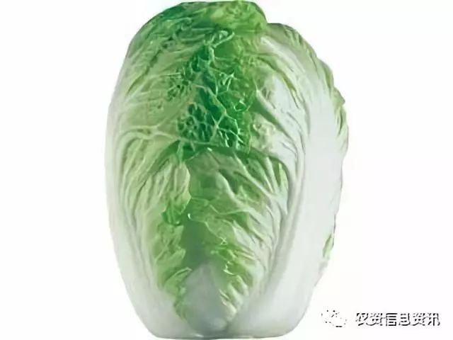 只要学会这些种植技巧，大白菜就能长得好、产