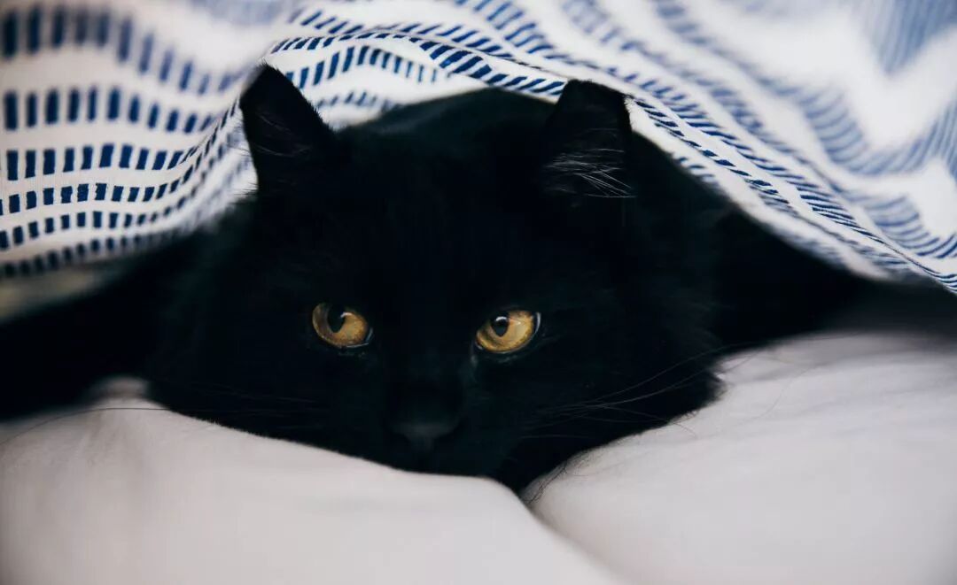 咱家是猫 名字嘛 还没有 社科文献 微信公众号文章阅读 Wemp