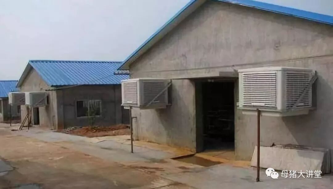 养猪场冷风机参数,非瘟之下猪场夏季生产管理的关键点控制