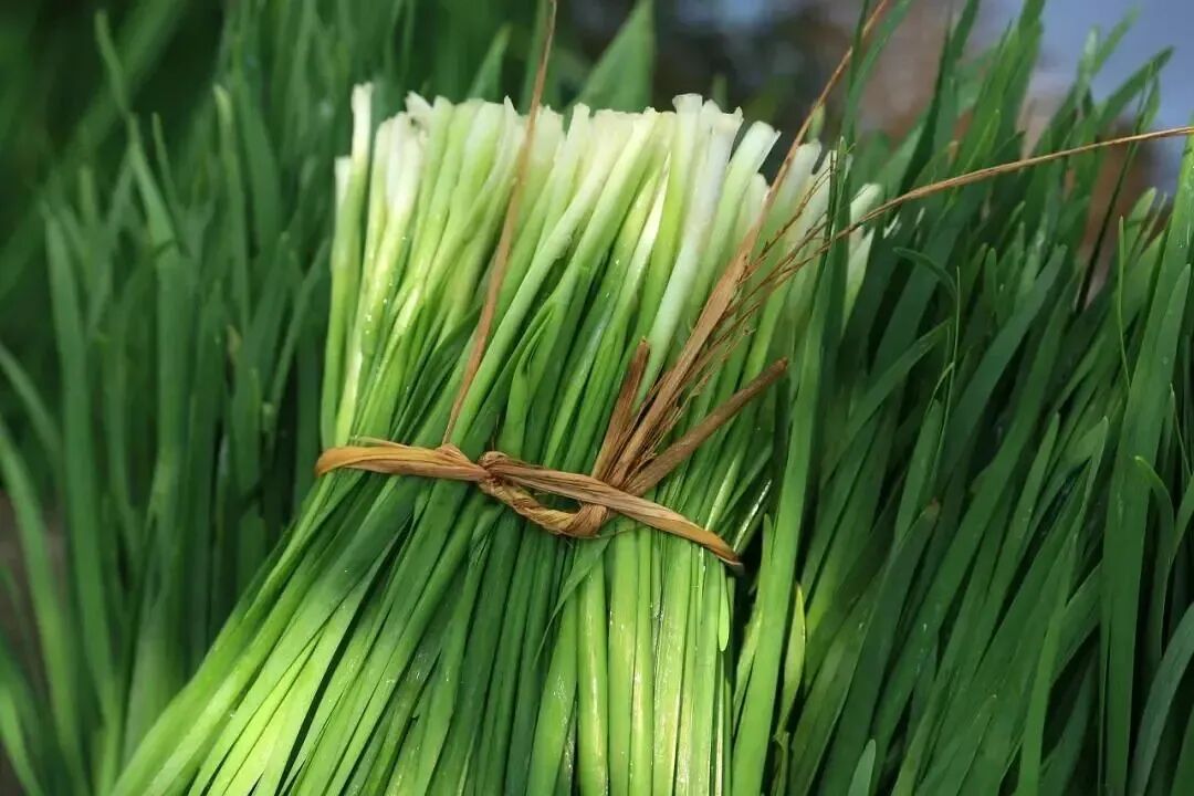 绿油油的韭菜却是功效多样的洗肠草