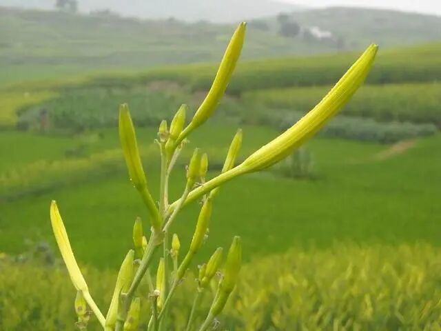 黄花菜在四川栽培历史悠久,分布于盆周低山和丘陵区,其中渠县黄花以