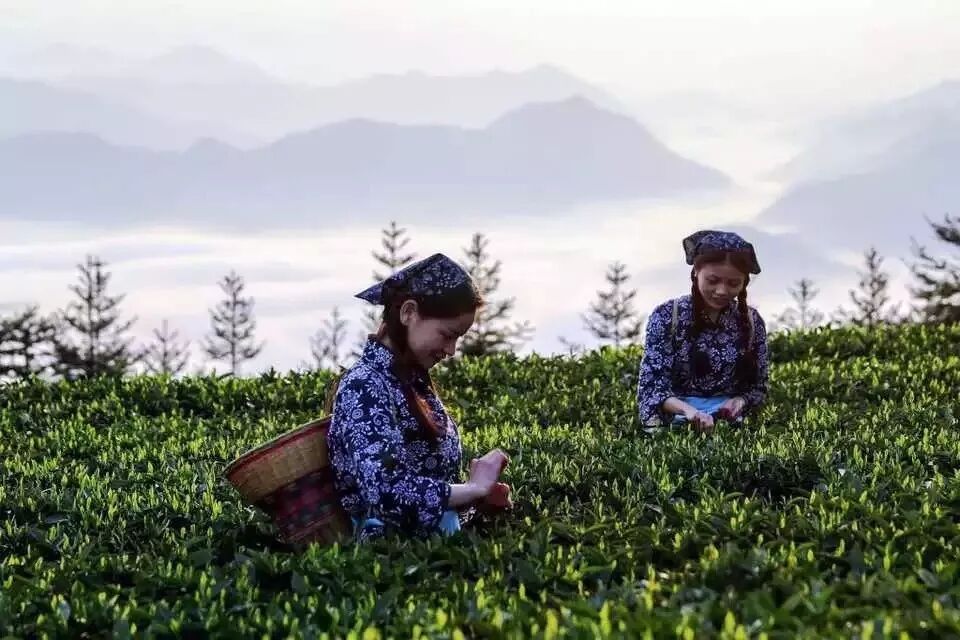 什么是黑茶？为什么安化黑茶这么火？