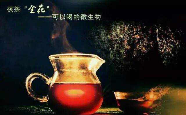 坚持喝安化黑茶，会有这些意想不到的效果！