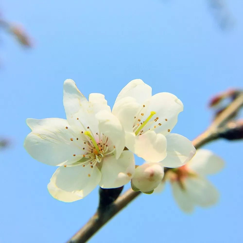 拍花技巧大全 看完你也能成為朋友圈拍花達人 玩轉手機攝影 微文庫