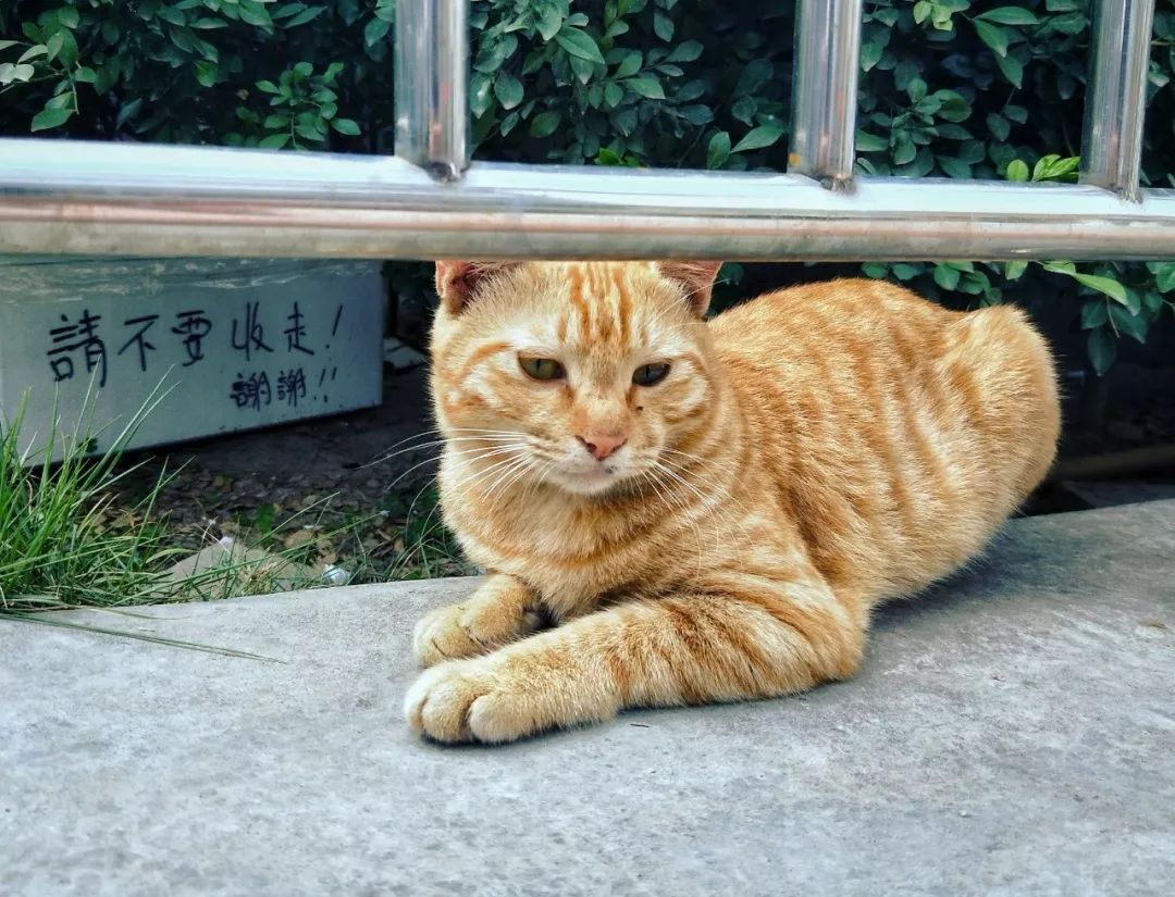 日本攝影師奇特的流浪貓拍照姿勢，暖心上線～ 未分類 第79張