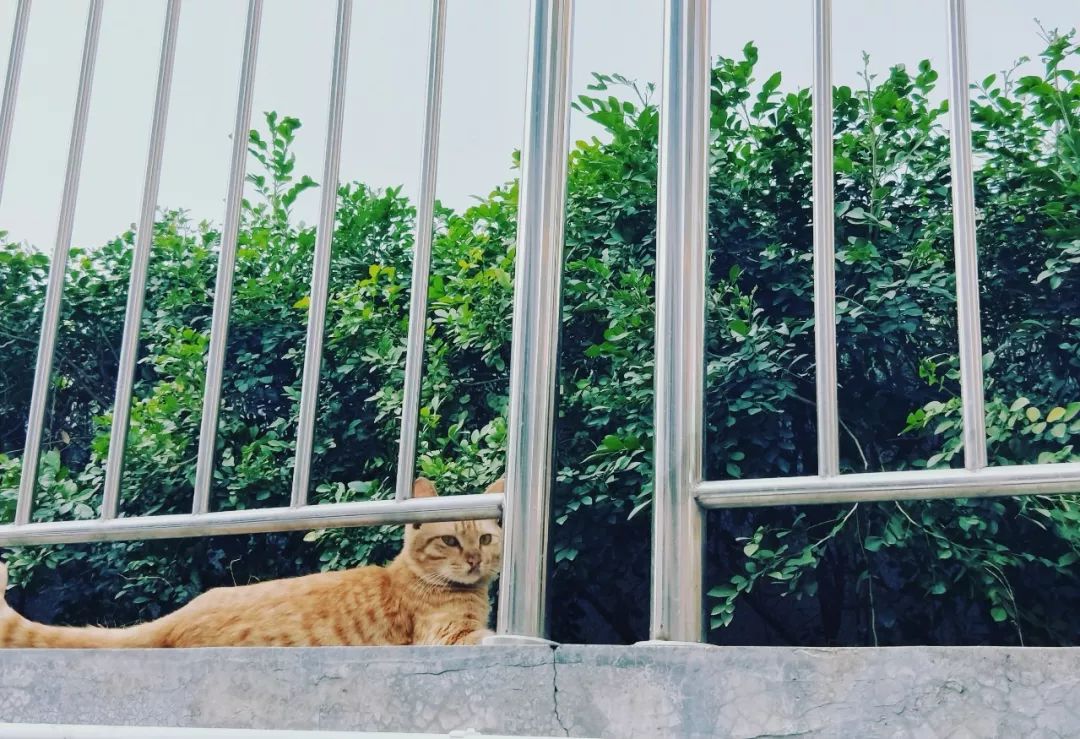 日本攝影師奇特的流浪貓拍照姿勢，暖心上線～ 未分類 第78張
