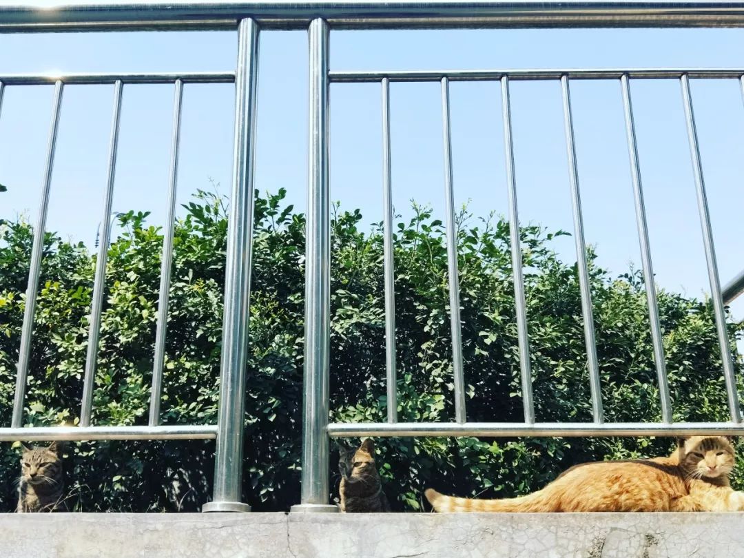 日本攝影師奇特的流浪貓拍照姿勢，暖心上線～ 未分類 第77張