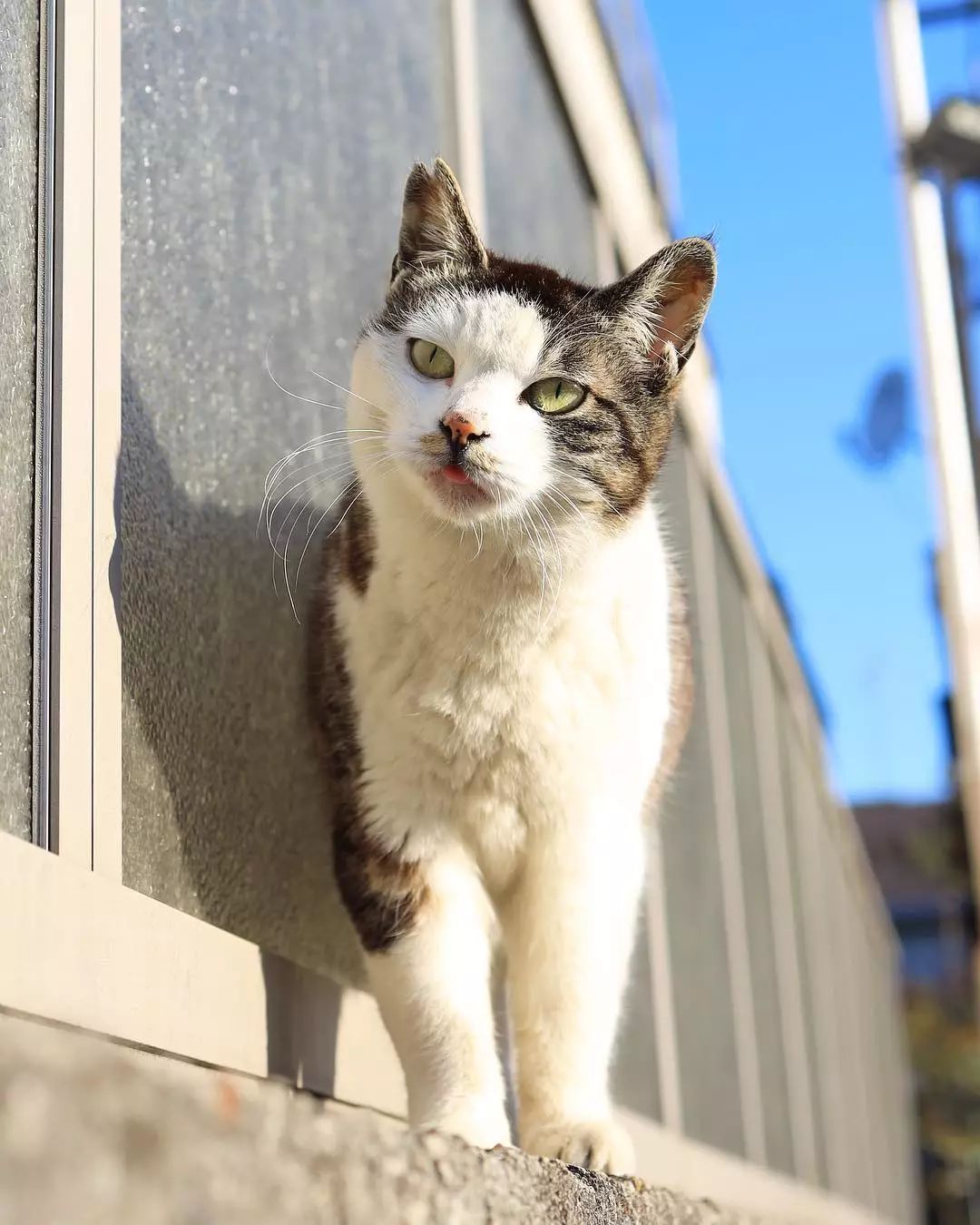 日本攝影師奇特的流浪貓拍照姿勢，暖心上線～ 未分類 第12張