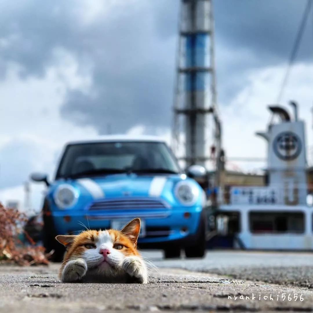 日本攝影師奇特的流浪貓拍照姿勢，暖心上線～ 未分類 第34張