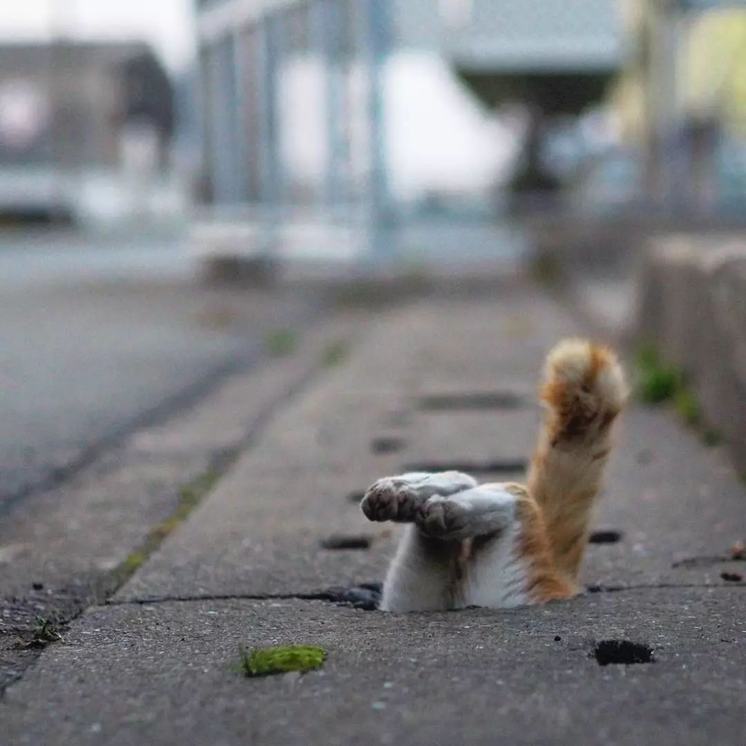日本攝影師奇特的流浪貓拍照姿勢，暖心上線～ 未分類 第39張