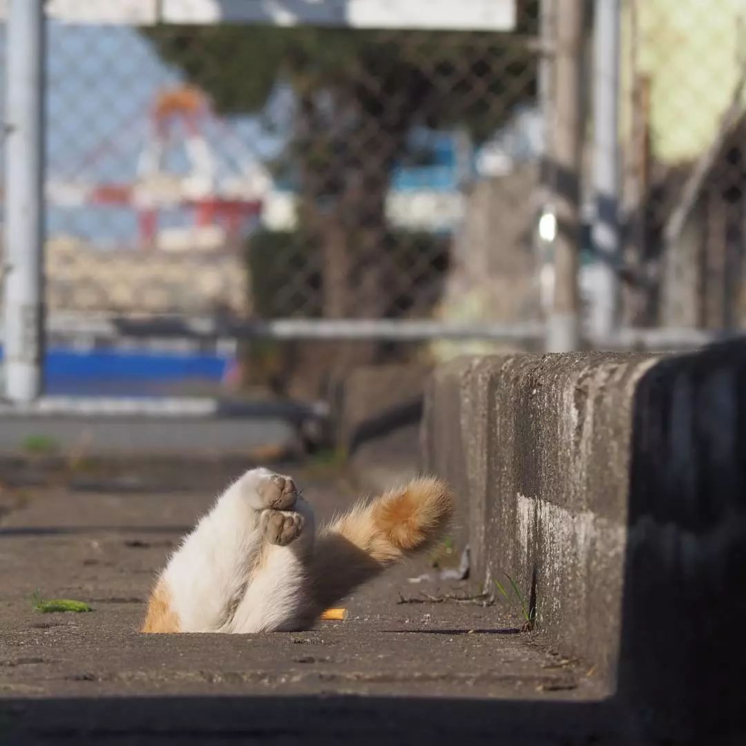 日本攝影師奇特的流浪貓拍照姿勢，暖心上線～ 未分類 第40張