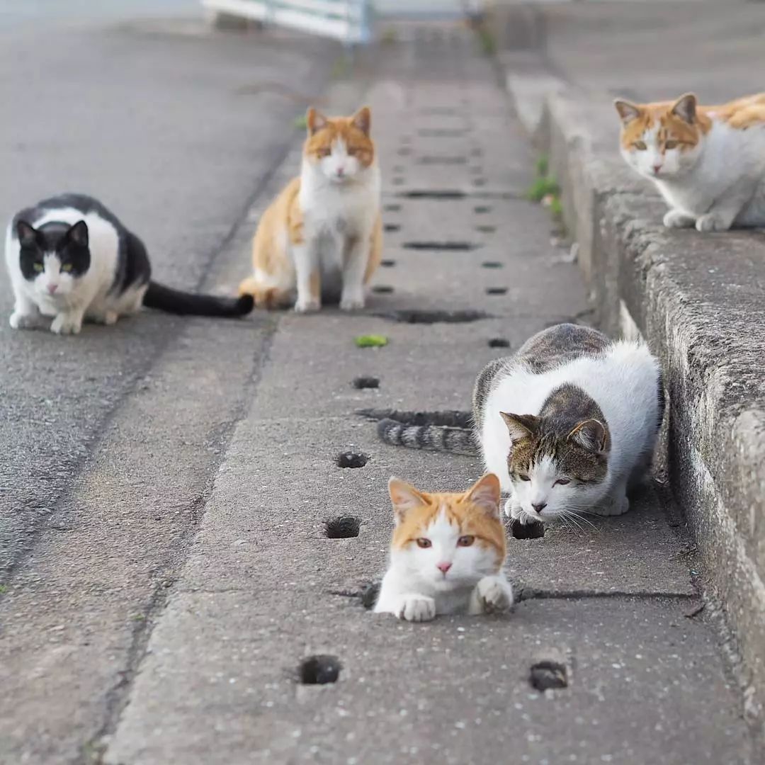 日本攝影師奇特的流浪貓拍照姿勢，暖心上線～ 未分類 第64張