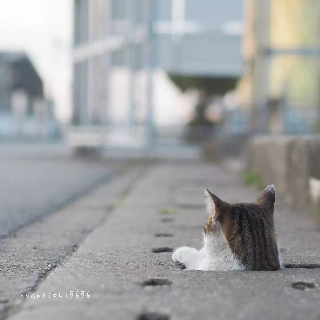 日本攝影師奇特的流浪貓拍照姿勢，暖心上線～ 未分類 第36張