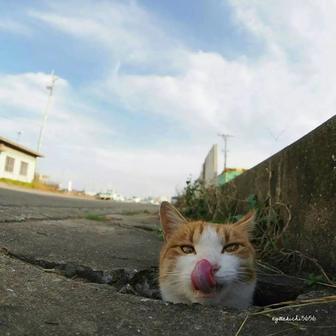日本攝影師奇特的流浪貓拍照姿勢，暖心上線～ 未分類 第52張