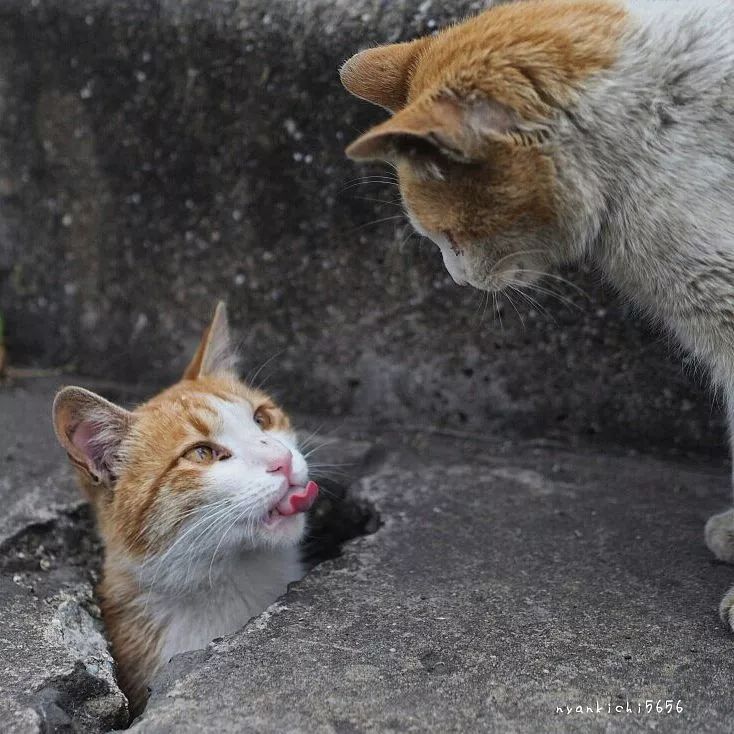 日本攝影師奇特的流浪貓拍照姿勢，暖心上線～ 未分類 第46張