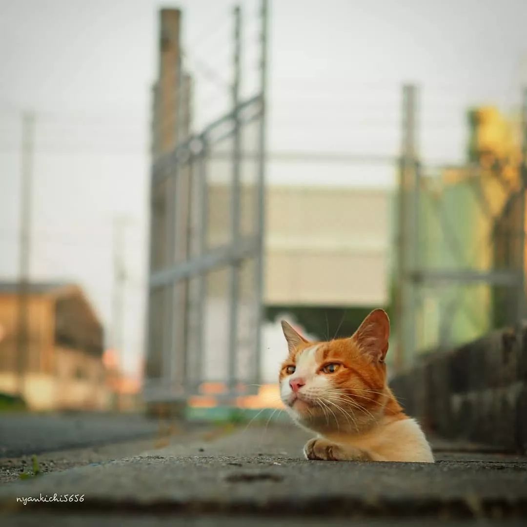 日本攝影師奇特的流浪貓拍照姿勢，暖心上線～ 未分類 第30張