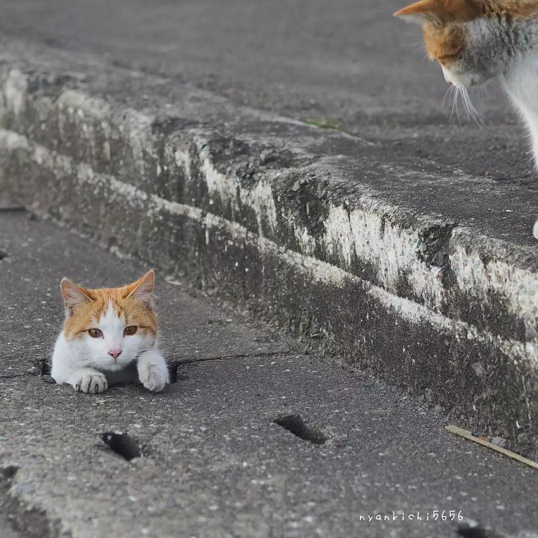 日本攝影師奇特的流浪貓拍照姿勢，暖心上線～ 未分類 第26張