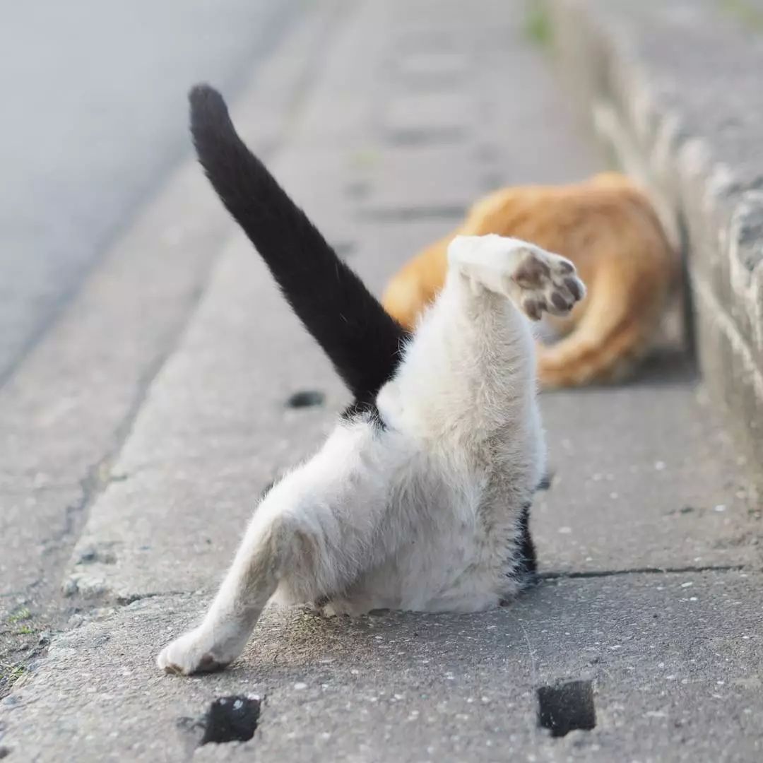 日本攝影師奇特的流浪貓拍照姿勢，暖心上線～ 未分類 第41張