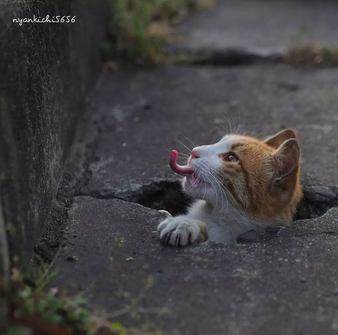 日本攝影師奇特的流浪貓拍照姿勢，暖心上線～ 未分類 第55張