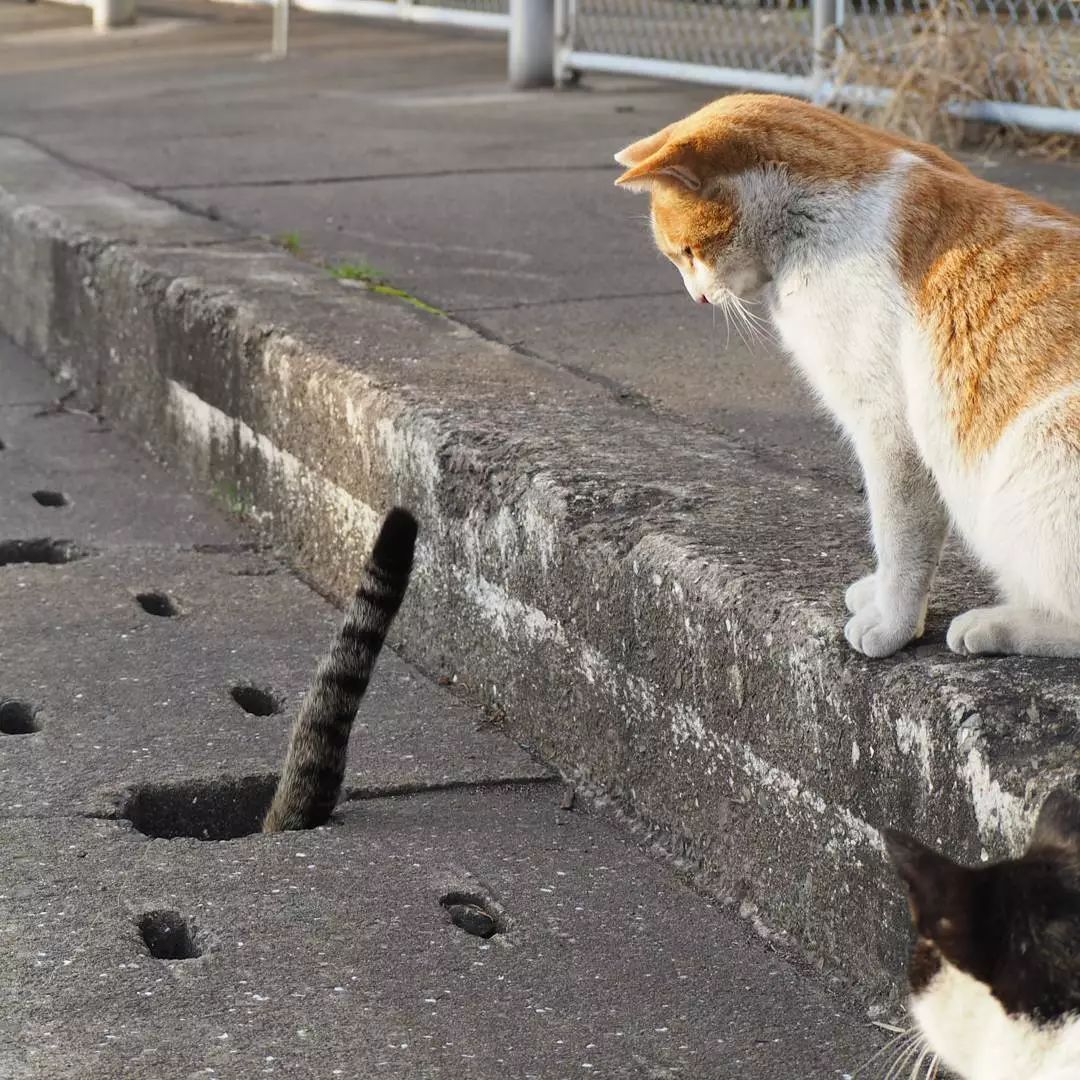 日本攝影師奇特的流浪貓拍照姿勢，暖心上線～ 未分類 第60張
