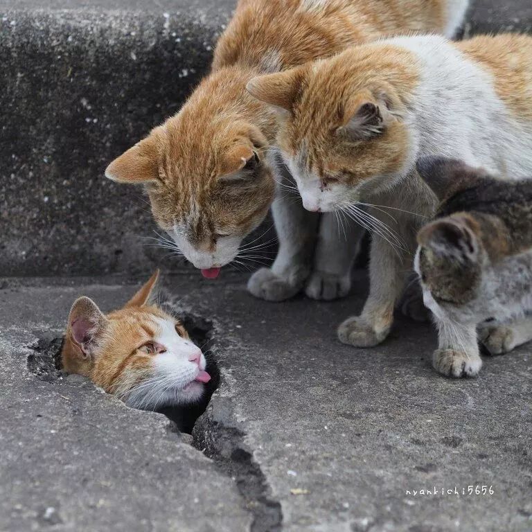 日本攝影師奇特的流浪貓拍照姿勢，暖心上線～ 未分類 第48張