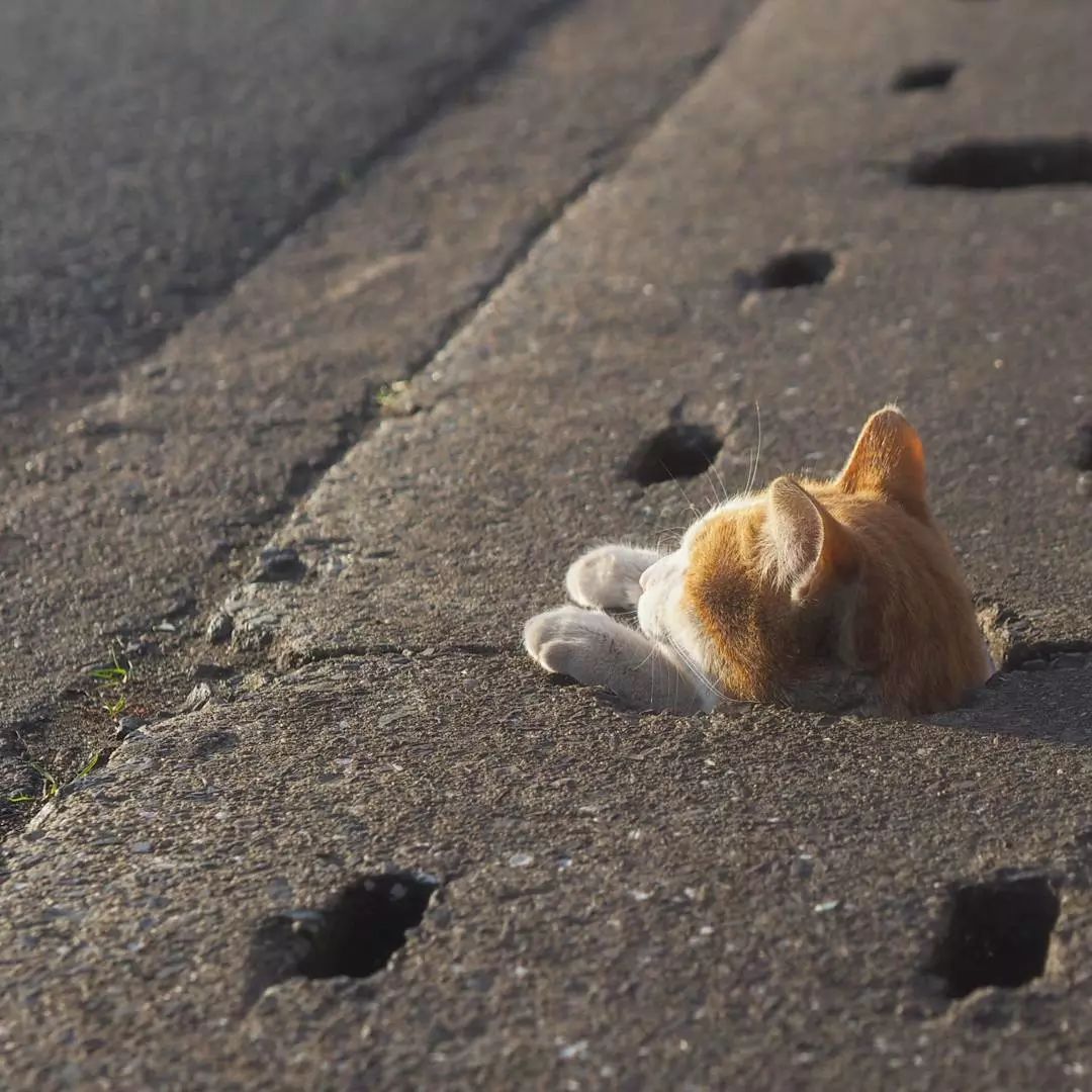 日本攝影師奇特的流浪貓拍照姿勢，暖心上線～ 未分類 第22張