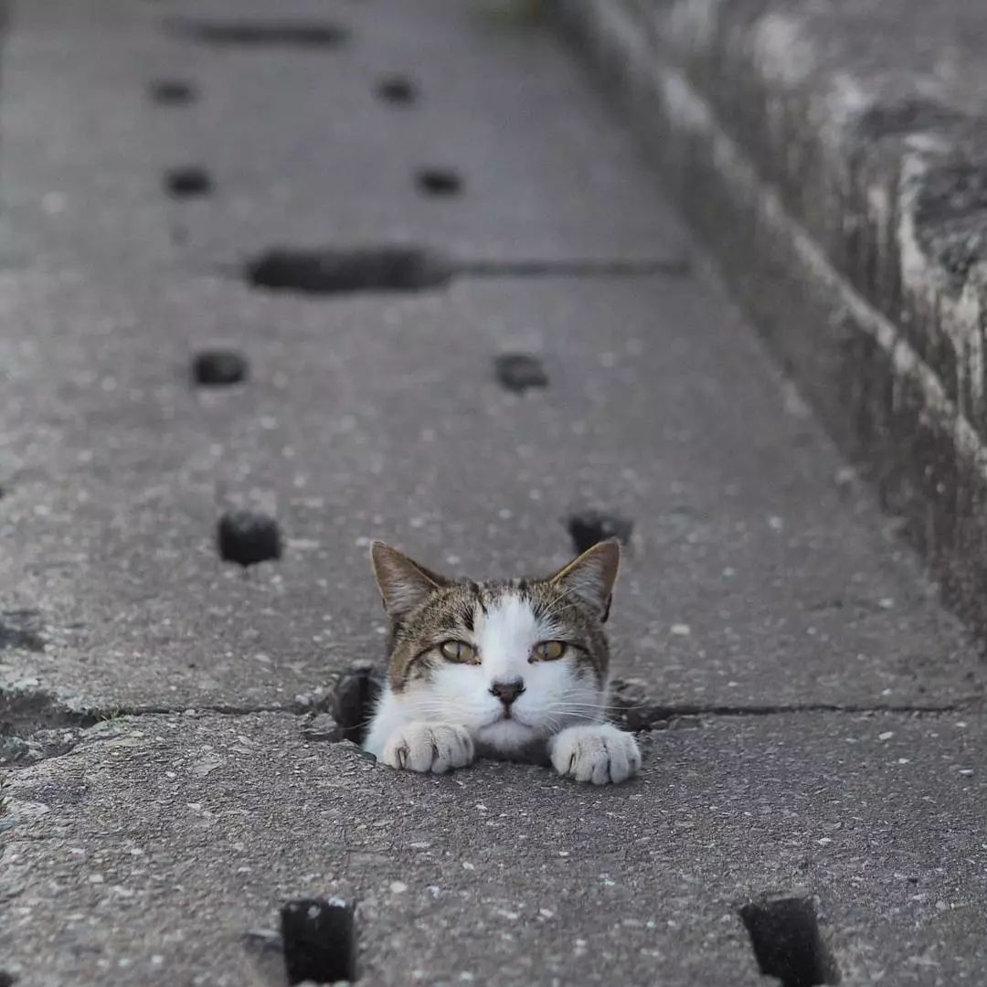 日本攝影師奇特的流浪貓拍照姿勢，暖心上線～ 未分類 第24張