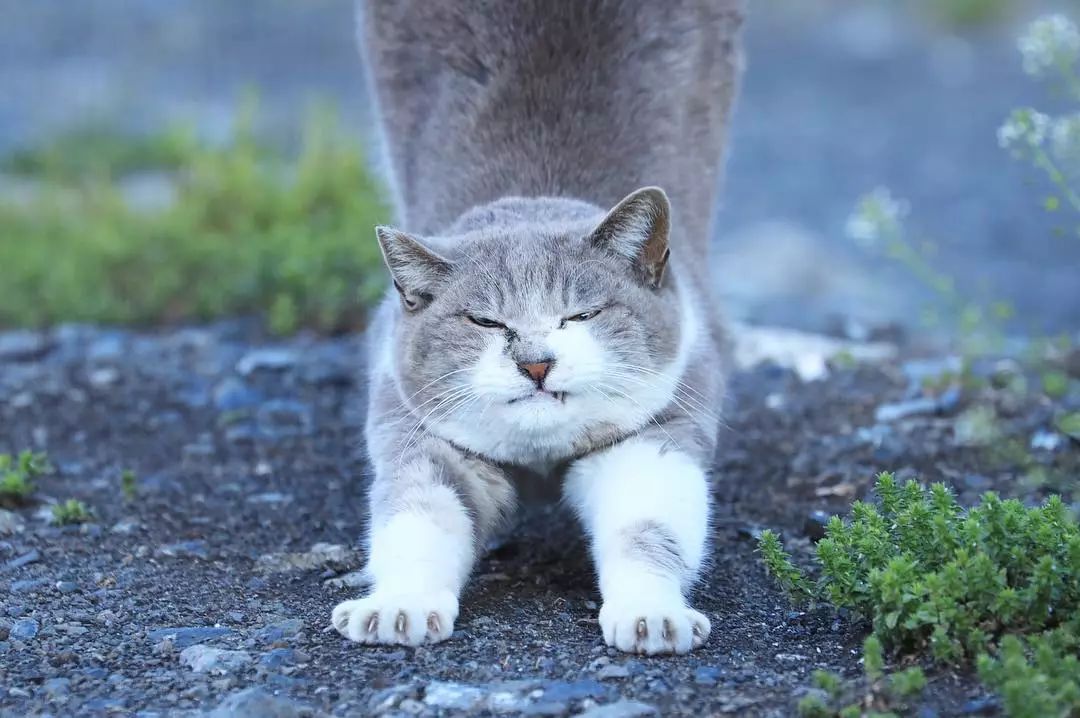 日本攝影師奇特的流浪貓拍照姿勢，暖心上線～ 未分類 第10張