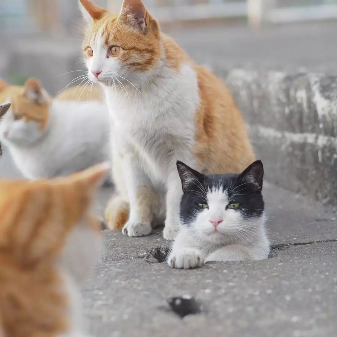日本攝影師奇特的流浪貓拍照姿勢，暖心上線～ 未分類 第58張
