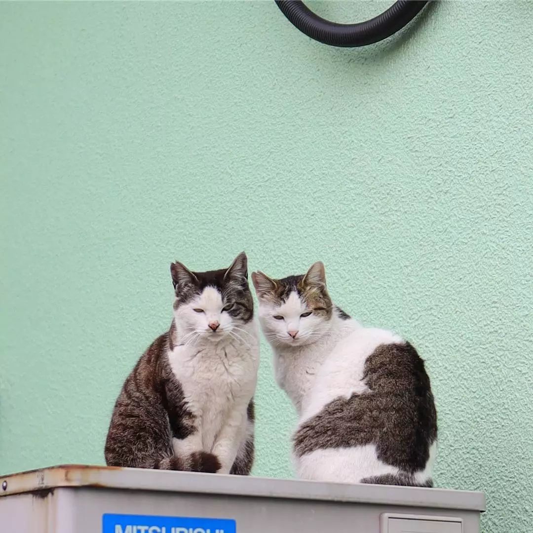 日本攝影師奇特的流浪貓拍照姿勢，暖心上線～ 未分類 第8張