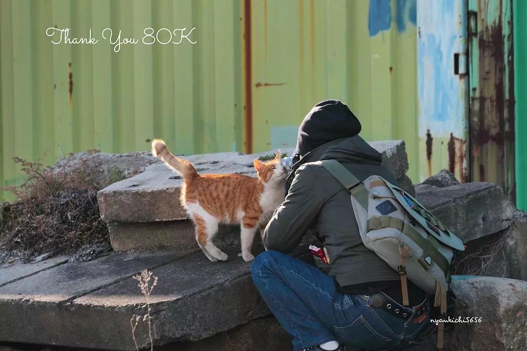 日本攝影師奇特的流浪貓拍照姿勢，暖心上線～ 未分類 第19張