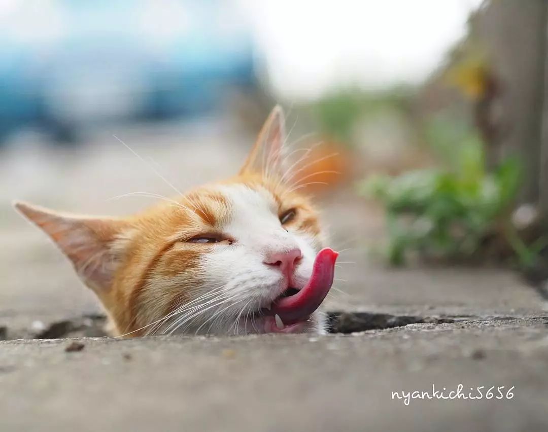 日本攝影師奇特的流浪貓拍照姿勢，暖心上線～ 未分類 第49張