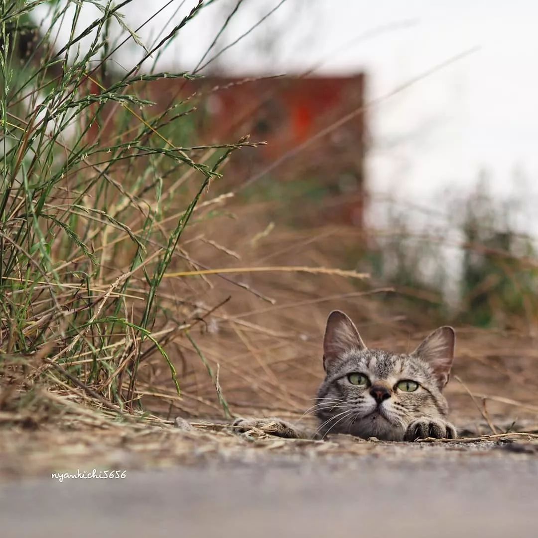 日本攝影師奇特的流浪貓拍照姿勢，暖心上線～ 未分類 第28張