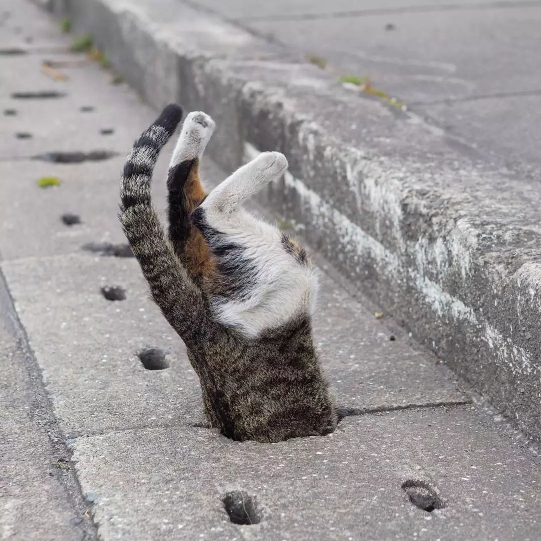 日本攝影師奇特的流浪貓拍照姿勢，暖心上線～ 未分類 第42張