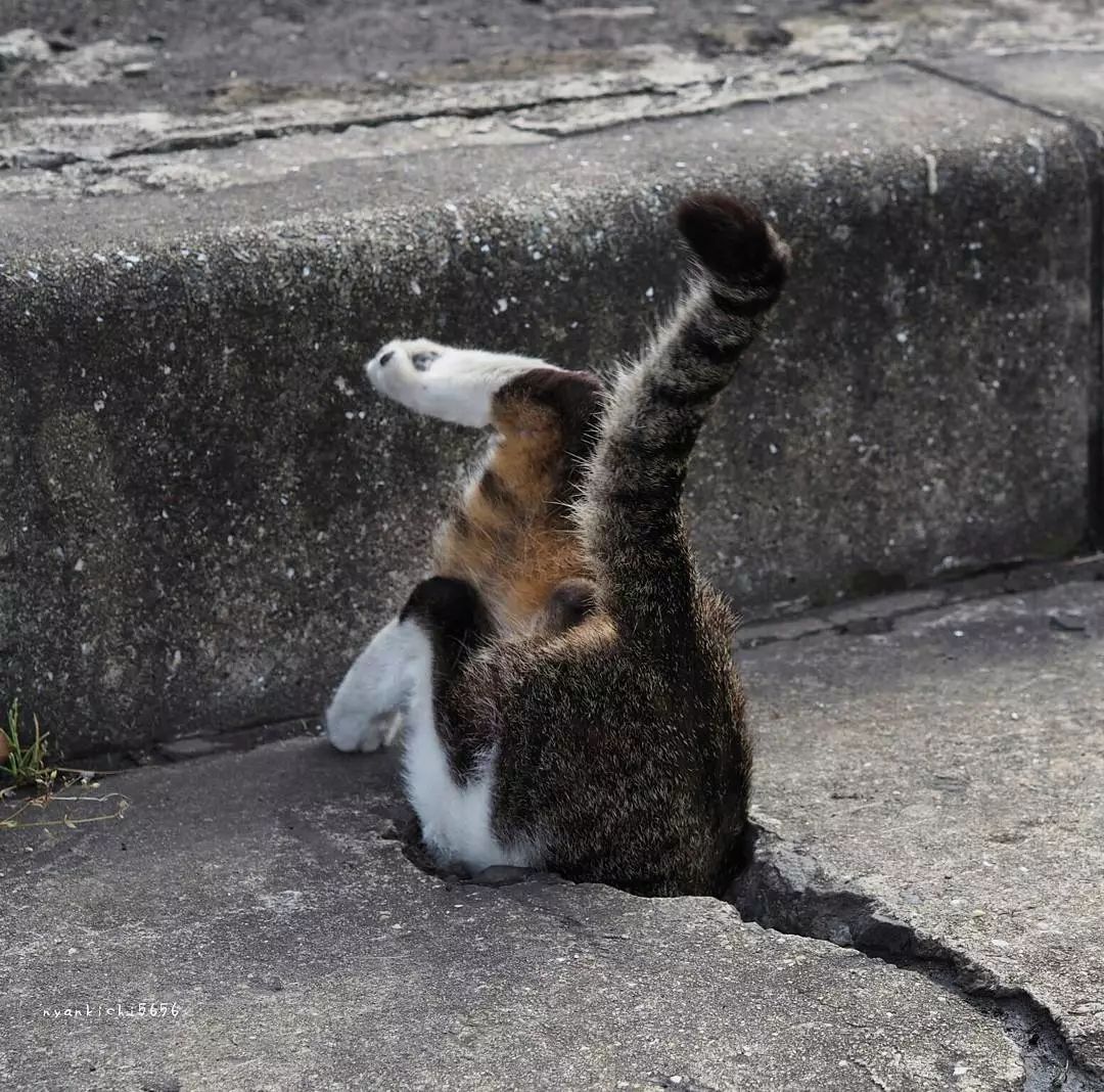 日本攝影師奇特的流浪貓拍照姿勢，暖心上線～ 未分類 第44張