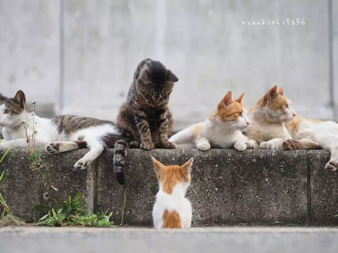 日本攝影師奇特的流浪貓拍照姿勢，暖心上線～ 未分類 第68張