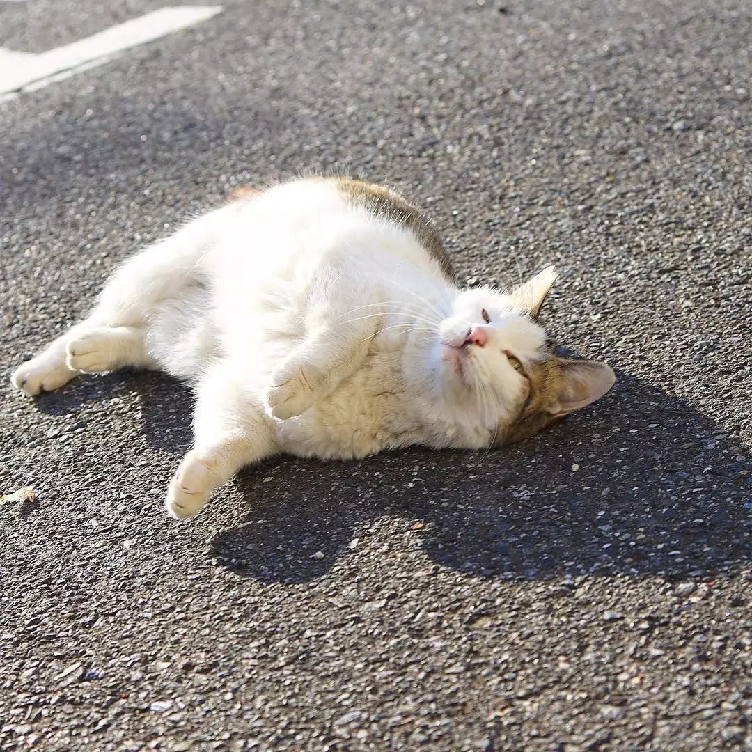 日本攝影師奇特的流浪貓拍照姿勢，暖心上線～ 未分類 第14張