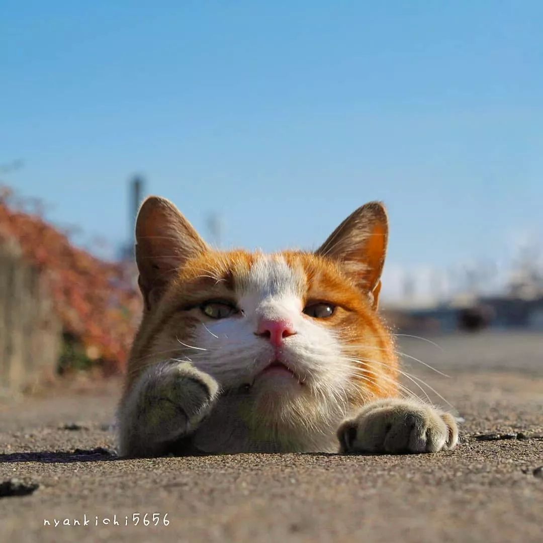 日本攝影師奇特的流浪貓拍照姿勢，暖心上線～ 未分類 第32張