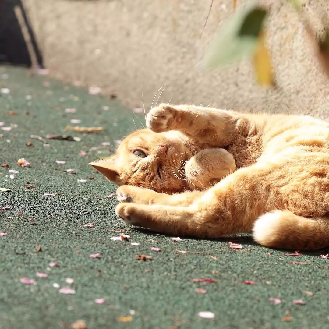 日本攝影師奇特的流浪貓拍照姿勢，暖心上線～ 未分類 第16張
