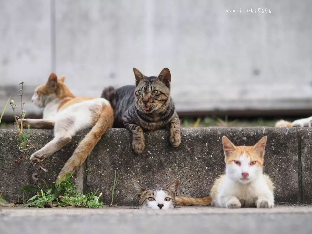 日本攝影師奇特的流浪貓拍照姿勢，暖心上線～ 未分類 第72張
