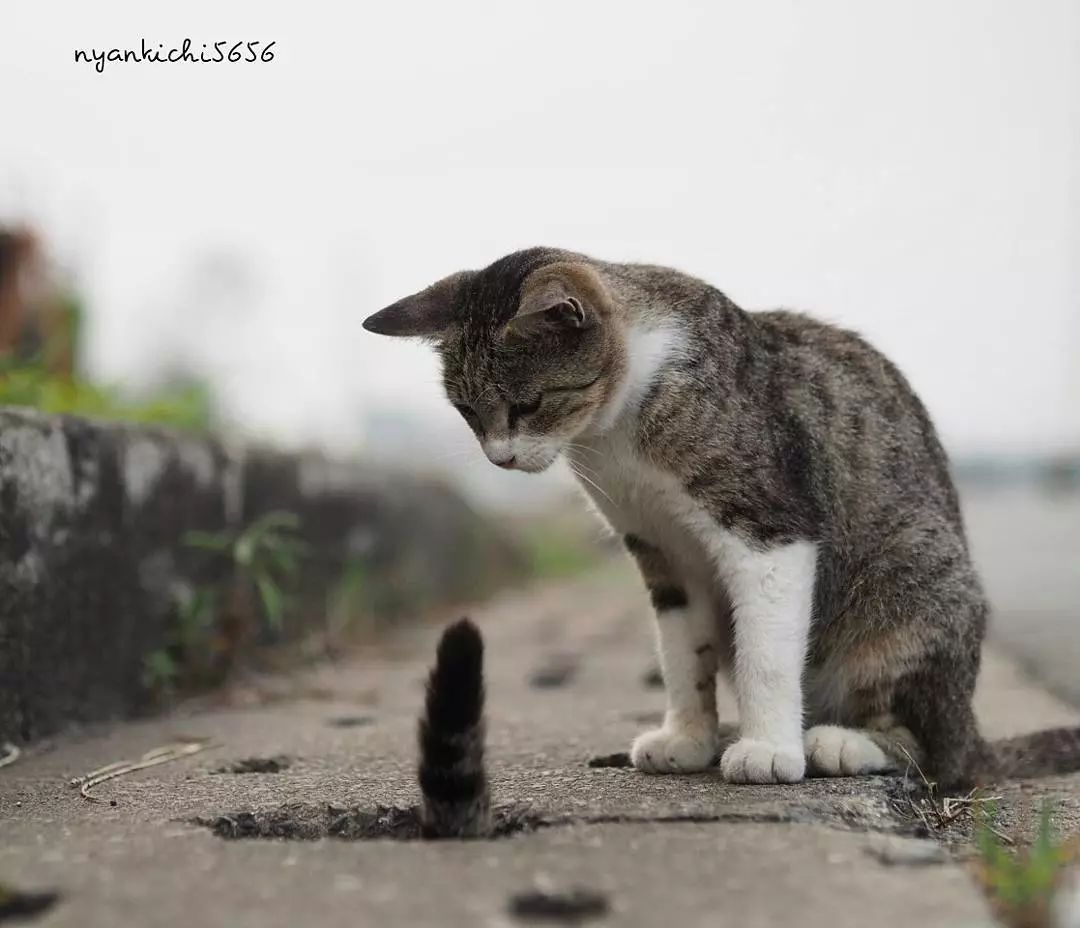 日本攝影師奇特的流浪貓拍照姿勢，暖心上線～ 未分類 第62張