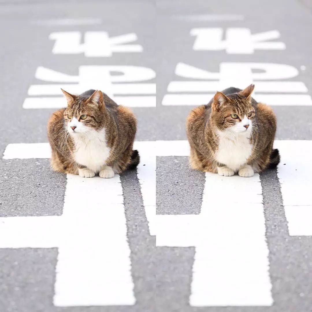 日本攝影師奇特的流浪貓拍照姿勢，暖心上線～ 未分類 第5張