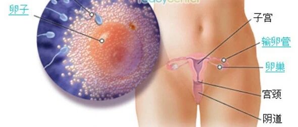 胎儿发育全过程41周（每周图解）