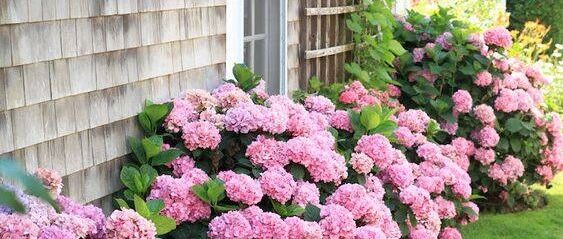 拥有一个小院开满鲜花，是多么幸福的事情