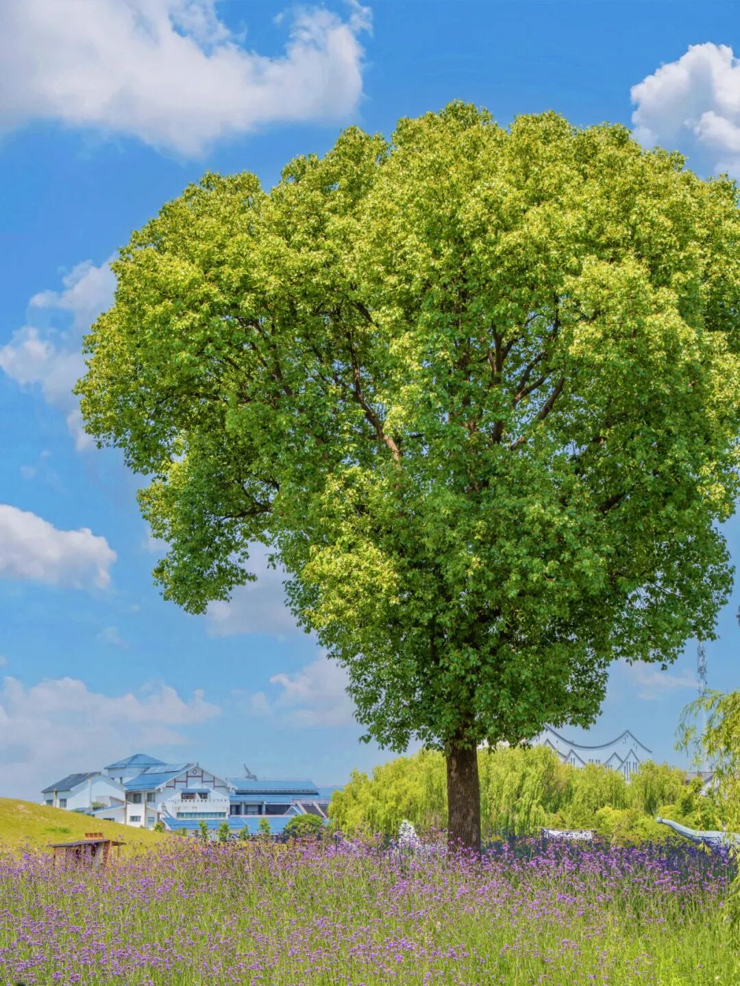 不用去新疆,浙江人也有自己的"阿勒泰"!