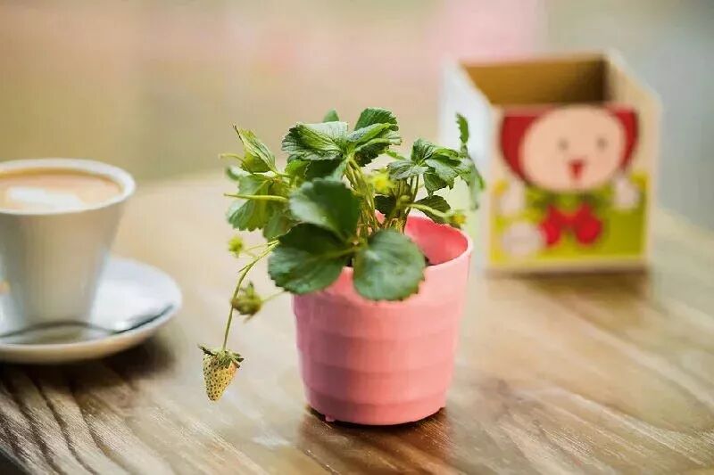 草莓一年结几次果_草莓结小果_草莓结果子的图片