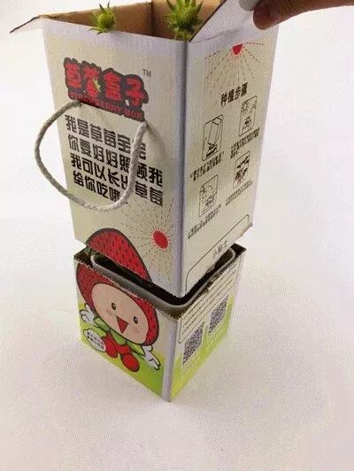 草莓结小果_草莓结果子的图片_草莓一年结几次果