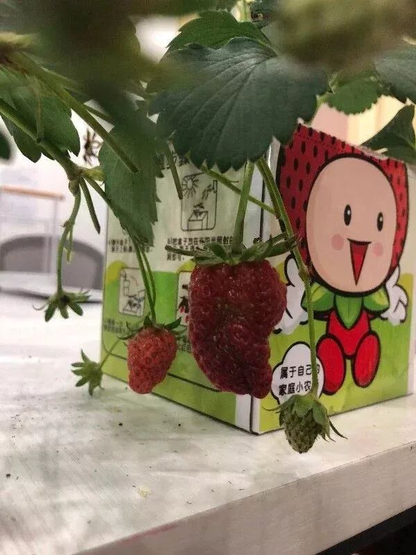 草莓一年结几次果_草莓结小果_草莓结果子的图片