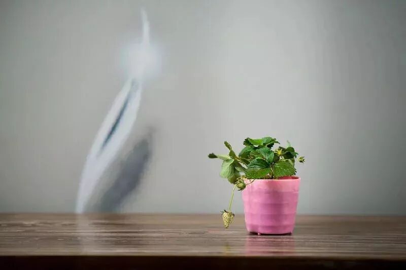 草莓结果子的图片_草莓结小果_草莓一年结几次果