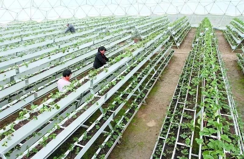 草莓一年结几次果_草莓结小果_草莓结果子的图片